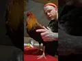 to feed out gamefowl