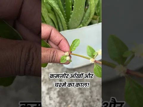 मत्स्याक्षी Machhechhi आयुर्वेद में आँखों की रोशनी बढ़ाने और शरीर की गर्मी को शांत करने की एक चमत्कार