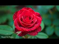 Download Lagu Music against stress and fatigue - warm melodies that will lift your spirits! Sergey Grishchuk