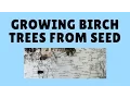 How to Grow Birch Trees From Seed