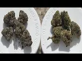 Rise Dispensary Review Is It Worth It YES