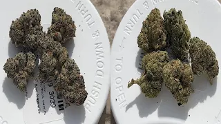 Rise Dispensary Review Is It Worth It YES