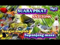 Download Lagu SUARA PIKAT INI SANGAT AMPUH ANTI ZONK MP3, SUARA PIKAT SEMUA BURUNG