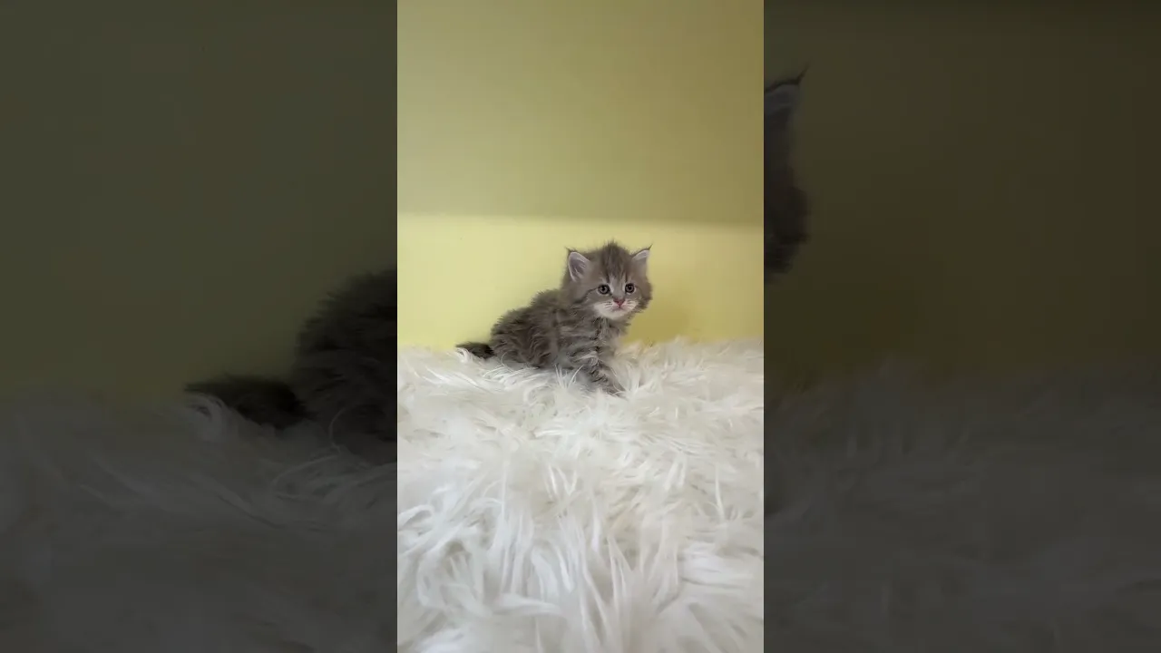 動画