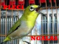 Download Lagu Suara Burung Pleci Ngalas Masteran Burung Pleci Ngalas 1