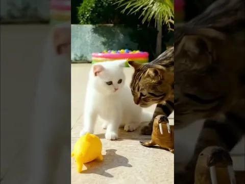 🐱Bize yeni miyavlayan misafir geliyor! #kediyavrusu #eğlencelivideolar
