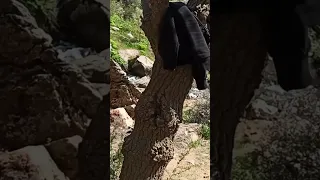 طبیعت زیبایی کردستان بانه روستایی دروله دندنها