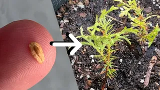 Growing Arborvitae Trees from Seed - 0-2 Years
