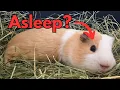 Why Do Guinea Pigs Sleep With Their Eyes Open