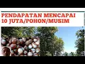 Download Lagu #petanipala#karyayaman POHON PALA BERBUAH LEBAT
