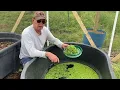 Lagu Free chicken food! Grow Azolla! #Azolla #chickens #foodforest #growyourownfood #permaculture #great
