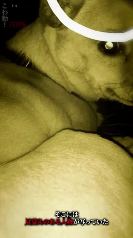 【戦慄の心霊写真】犬のうしろに… #shorts #心霊 #恐怖