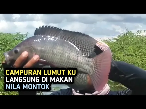 Download MP3 UMPAN MANCING IKAN NILA DARI BAHAN ALAMI||Campuran Lumut