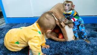 Monkey Kaka hid all the food inside the house for Diem to find—it was hilarious.