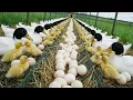 Lagu How to raise ducks for eggs and meat at home - Duck farming - Life on organic farm