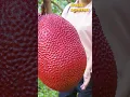 Download Lagu Panen Nangka Merah? wow...
