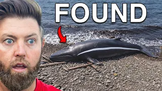 5 More Extinct Animals Found in the Last 15 Years