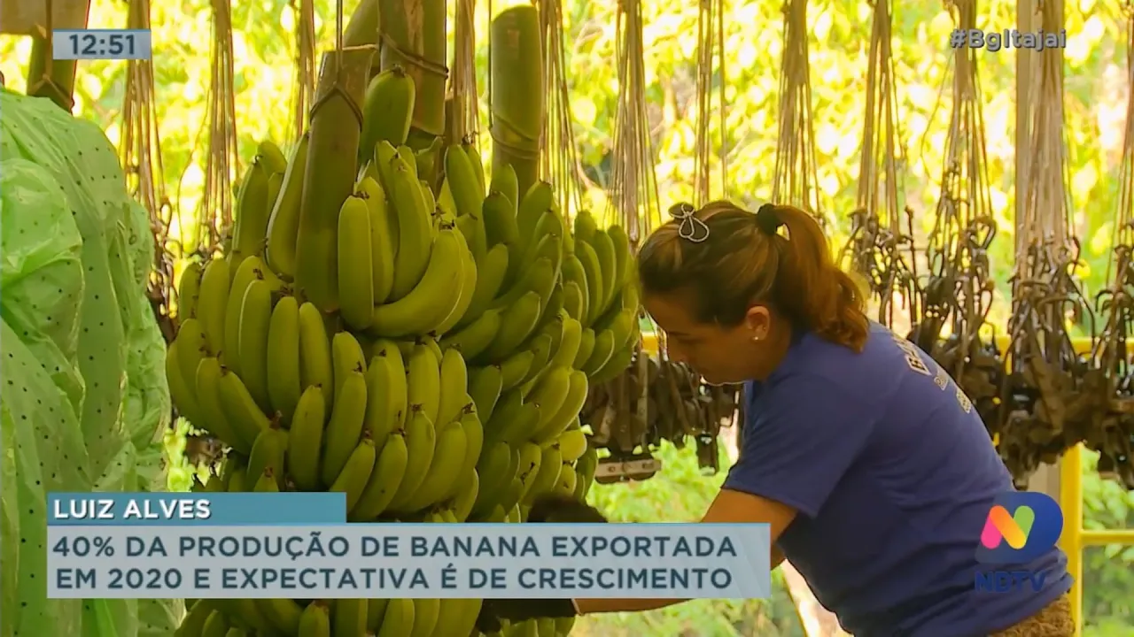 Expectativa de crescimento na exportação de banana produzida em Luiz Alves para 2021