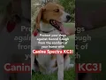 How-To Vaccinate Your Dog With Canine Spectra KC3
