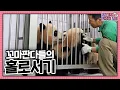 Download Lagu (SUB) [전지적 할부지 시점] ep.229 서로가 있어서 벅차게 행복했던 768일, 아루후의 홀로서기 연습 마지막 이야기🌿│ Panda World