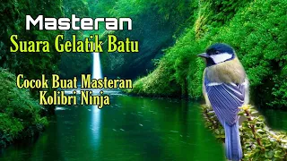 Download Masteran Suara Gelatik Batu, Cocok Buat isian Materi Kolibri Ninja MP3