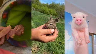 Bird Rabbit Pig #love #lovestory #rescue #wildliferescue #birds #rabbit #pig #cute #animals