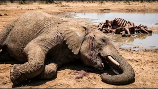 🚨 URGENTE: O animal que está EXTERMINANDO  ELEFANTES no Congo
