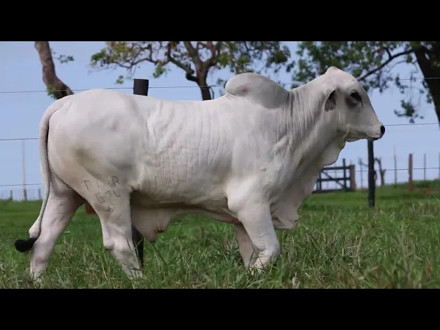 Touro Tabapuã TTAR - 624