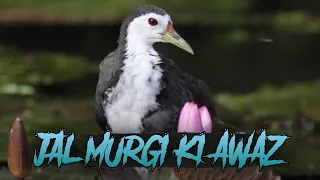 Download Jal Murgi Ki Awaaz 2021. Waterhen bird Call. MP3
