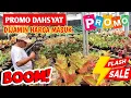 Download Lagu PROMO DAHSYAT‼️ Aglonema harga masuk,, buat jual lagi bisa ~ 954