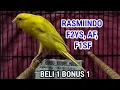 Lagu BELI 1 BONUS 1 F2YS, F1RASMI, RASMI INDO, BETINA SIAPAN TERNAK 