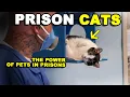 The FORWARD Program How Cats are Transforming Prisoners Lives STBoss