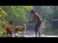 Download Lagu Suling Sunda Alam Pedesaan