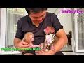 Download Lagu Super cute moment between monkey Kyo and the little monkey! 💕