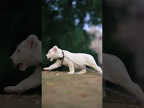 2 Months Old Rare White Lion Cub | Nouman Hassan