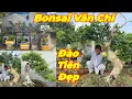 Download Lagu VĂN CHÍ | #0852229009 | ĐẶC BIỆT ĐÀO TIÊN TRÁI, VÂN SAM, TRÀ PK, SAM HƯƠNG THÁC ĐỔ, SI HỒNG, MCT, CT