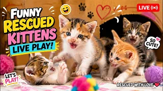 A night play with my rescued kittens #cat #kitten #catplay