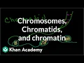 Chromosomes Chromatids Chromatin etc