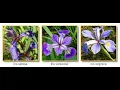 Iris Data Classification with Keras and Python