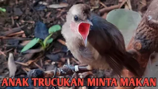 suara anakan trucukan minta makan untuk pikat dan pancingan trucukan