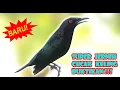 Download Lagu MASTERAN UNIK BURUNG CUCAK KELING GACOR JERNIH