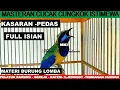 Lagu Cucak Cungkok Istimewa ~ Materi Pelatuk Bawang Gereja Tarung Katem C,Jenggot Tembakan Pedas Cungkok