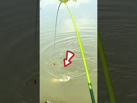 Hook Fishing by cron bite.... #fishing #shorts #trending
