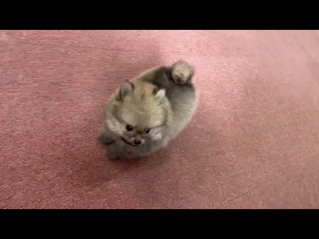 動画