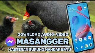 Download Cara download suara pikat burung mandar batu dari masangger/Simpan video dari masangger kegaleri MP3