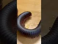 A fun grow your own millipede toy Expands 100 times it s original size