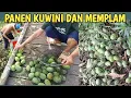 Download Lagu Panen mangga kalimantan