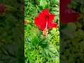 Download Lagu Dhagon se bandha😍 #arijitsingh #music #shorts #ytshorts #nature #naturelovers #flower #shortsfeed