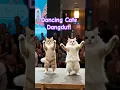 Download Lagu Cats Dancing Dangdut on Stage! 🐱🎶