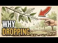 Why Mango Trees Flower but Don t Produce Fruit 4 Mistakes You re Making